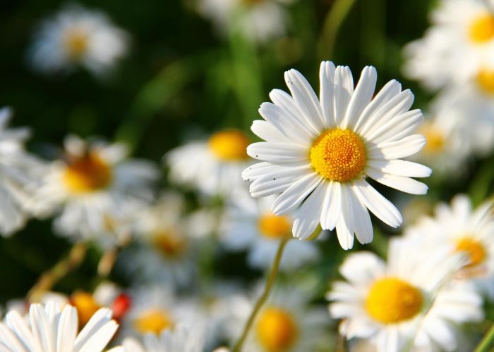 El cultivo de margaritas es una actividad gratificante que embellece jardines y espacios exteriores.