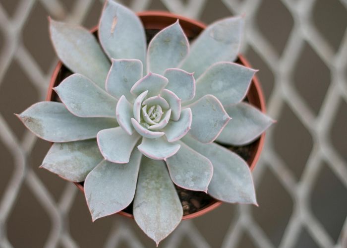 Echeveria en Macetas: Consejos para su Crecimiento