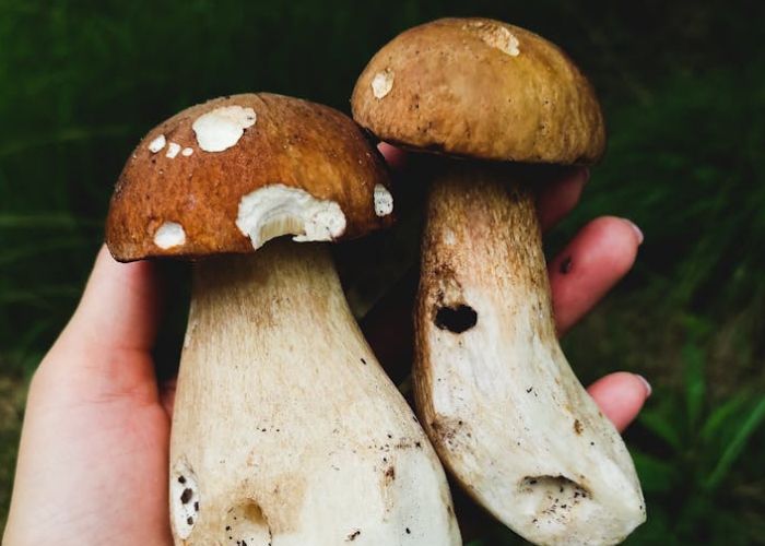 Recolección de Boletus edulis: Consejos para Encontrarlos en el Bosque