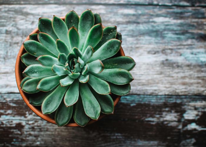 Cómo Propagar Echeveria: Técnicas Sencillas para Multiplicar