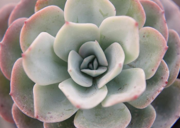 Echeveria en Jardines: Diseño de Espacios con Suculentas