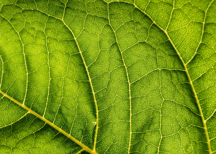 La fotosíntesis es un proceso biológico esencial que permite a ciertos organismos convertir la luz solar en energía química.