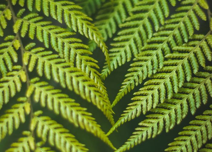 Los helechos son plantas vasculares no productoras de semillas que tienen una larga historia en la Tierra. Se remontan a aproximadamente 360 millones de años y han evolucionado para adaptarse a diversos entornos.