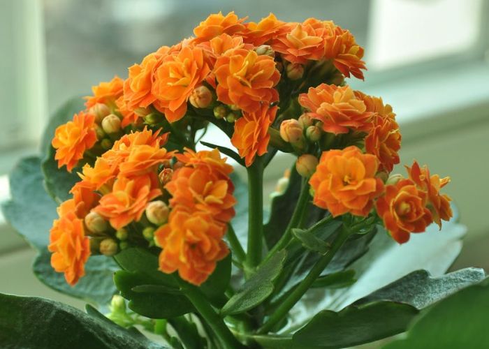 El Kalanchoe es un género de plantas suculentas perteneciente a la familia de las crasuláceas. Se caracteriza por su diversidad de especies, que ofrecen una amplia gama de formas y colores, lo que las convierte en plantas muy apreciadas en jardinería y decoración.