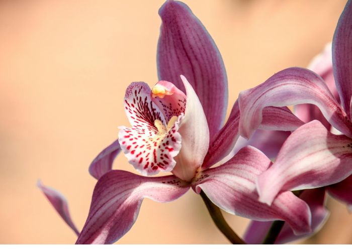 Las orquídeas son plantas fascinantes y diversas, pertenecientes a la familia Orchidaceae. Se caracterizan por sus flores complejas y colores vibrantes, contando con miles de especies y híbridos.