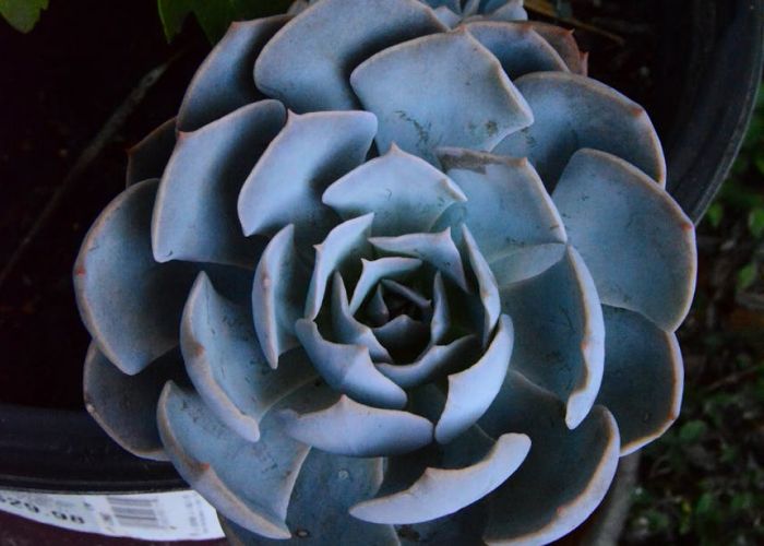 Cuidado de Echeveria en Interiores: Lo que Debes Saber