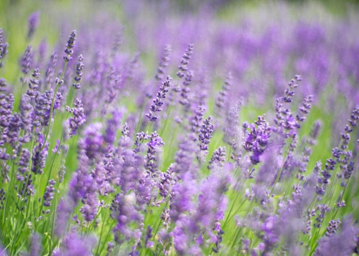La lavanda es una planta aromática conocida por sus características flores moradas y su fragancia.