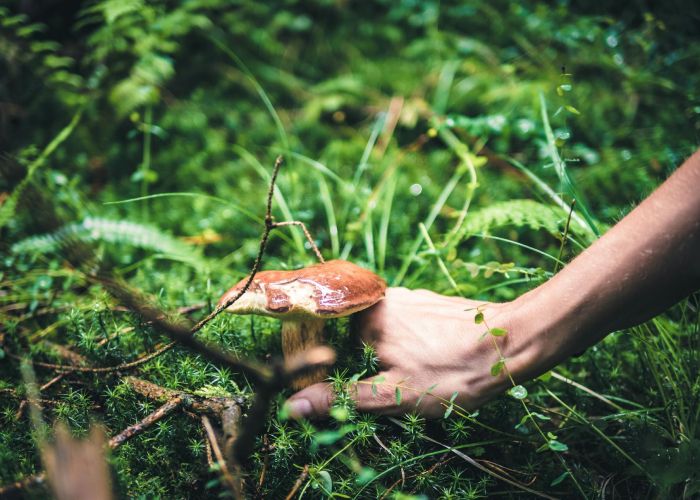 Diferencias entre Boletus edulis y Otros Hongos Comestibles
