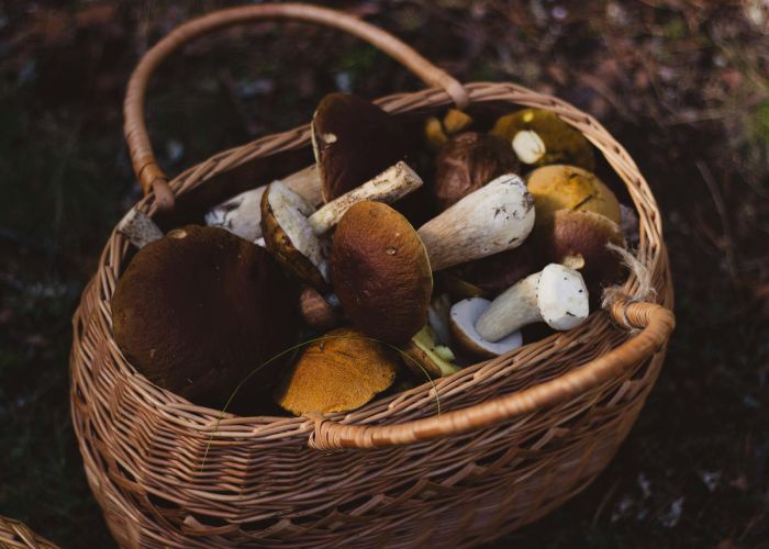 Boletus edulis en la Naturaleza: Dónde Crecen y Cuándo Recolectarlos