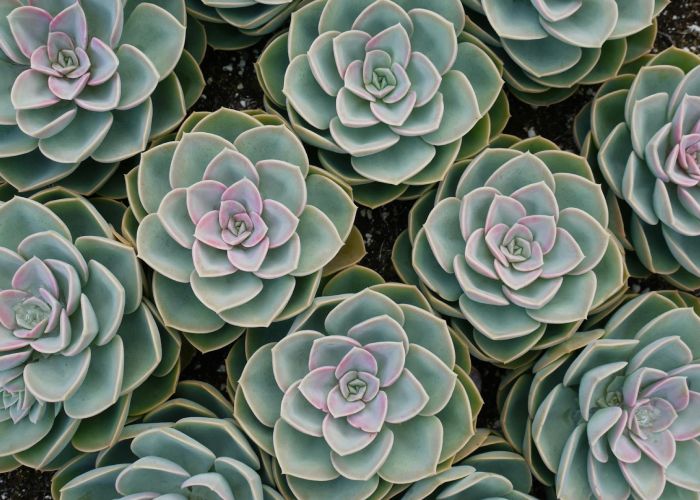 Echeveria y su Floración: Cómo Promover Flores Saludables