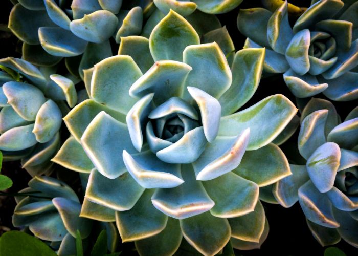 Plagas Comunes en Echeveria: Cómo Detectarlas y Eliminarlas