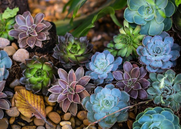 Echeveria en Arreglos de Suculentas: Inspiración para Decoración