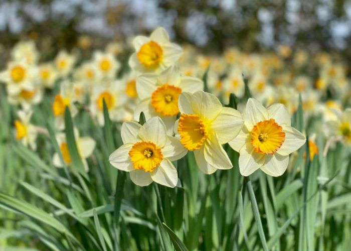 Aprende a cultivar narcisos, flores perfectas para llenar de color y alegría tu jardín cada primavera.