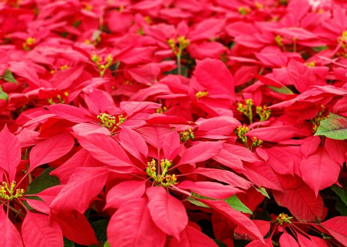 Aprende a prolongar la vida de tu Flor de Pascua con cuidados básicos de luz, riego y temperatura.