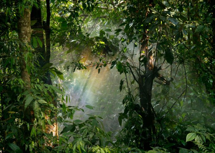 Bosque Miyawaki: Solución Ecológica para Reforestación Urbana