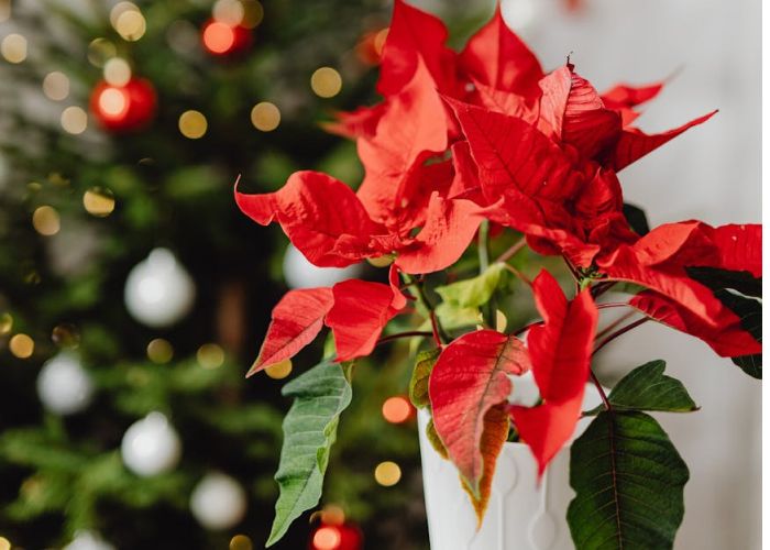 Conoce la Flor de Pascua, símbolo navideño. Aprende a cuidar esta planta icónica y prolongar su vida útil.