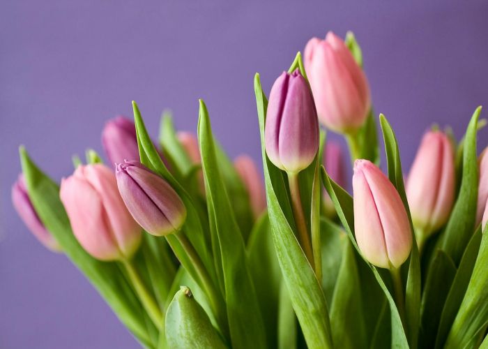 Cuáles son las mejores condiciones para el cultivo de tulipanes
