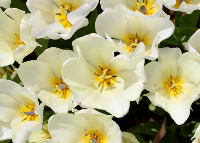 Cultivo de tulipanes en jardín