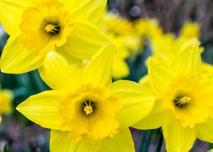 Descubre cómo cuidar narcisos, desde su plantación en otoño hasta su floración vibrante en primavera.
