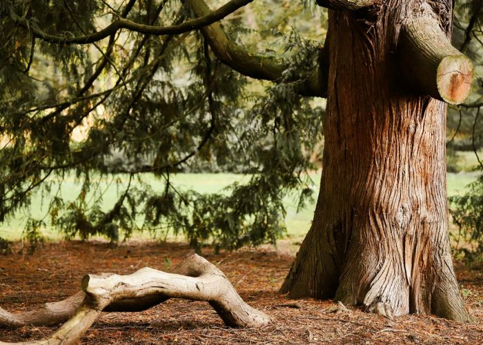 Descubre el fascinante ciclo de vida de las secuoyas, árboles longevos que crecen en la costa oeste de EE.UU.