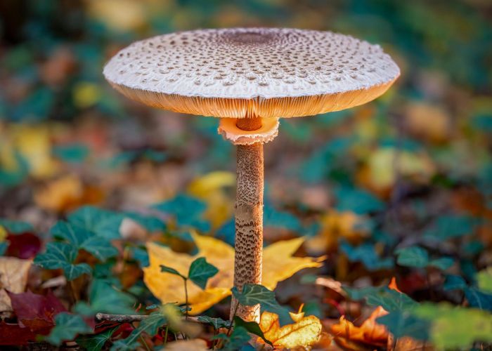 Descubre todo sobre la Macrolepiota procera: identificación, hábitat y cómo disfrutar de esta seta comestible.