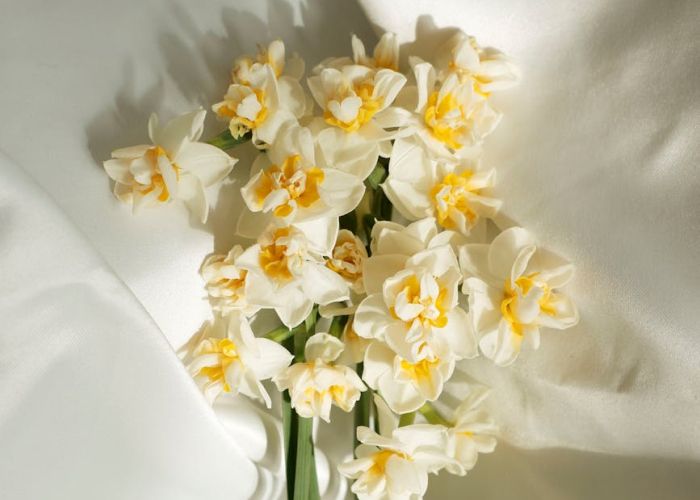 Embellece tu hogar con narcisos. Conoce los secretos para plantar y cuidar estas flores primaverales.