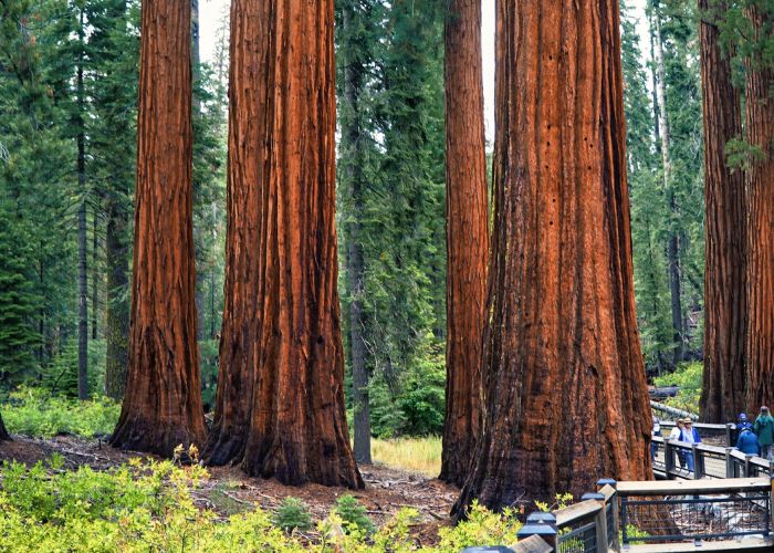 Explora el hábitat de las sequoias y descubre por qué son tan resistentes y longevas en el mundo natural.