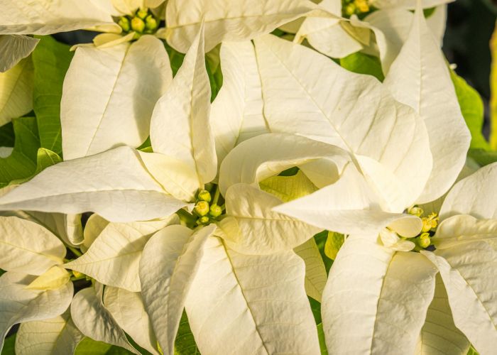 Flor de Pascua: guía completa de cuidados para disfrutar de esta planta clásica de Navidad.