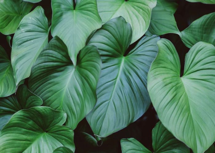 Guía completa sobre el Philodendron: cuidados, riego, luz y consejos para mantenerlo saludable.