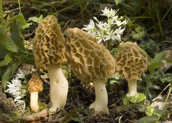 Identifica y recolecta Morchella esculenta con seguridad. Conoce su sabor y propiedades únicas.