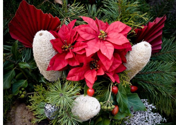 La Flor de Pascua es perfecta para decorar en Navidad. Aprende cómo cuidarla y mantener su color brillante.