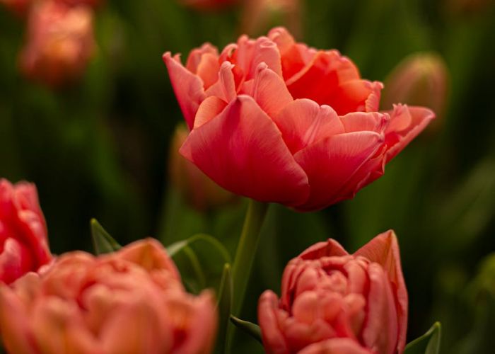La Influencia del Tulipán en el Mercado Mundial