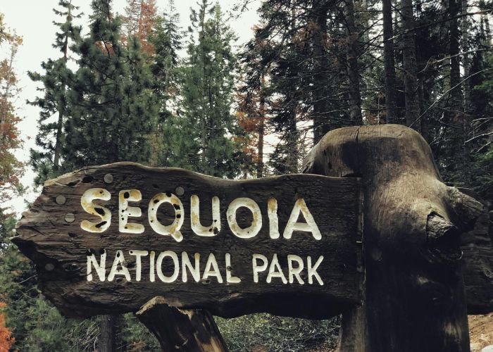 La sequoia es símbolo de longevidad y resistencia. Conoce sus características y cómo protegerla.