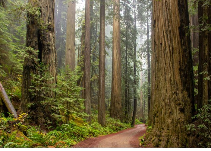 Las sequoias son monumentos naturales vivos. Descubre cómo pueden alcanzar más de 100 metros de altura.