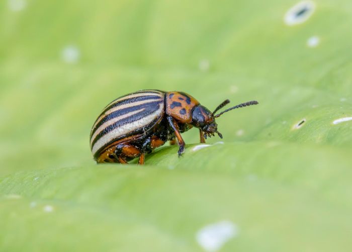 Plagas en plantas: Identificación y control efectivo para tu jardín