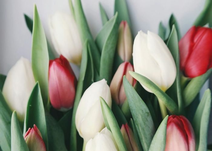 Qué significa regalar un tulipán