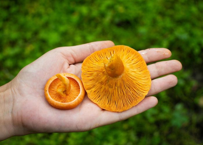 Recolección y preparación de níscalos: consejos clave para disfrutar de este sabroso hongo silvestre.