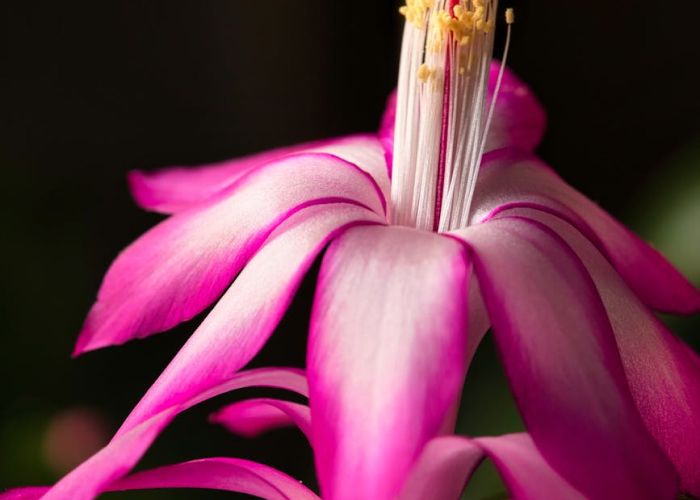 El cactus de Navidad, conocido como Schlumbergera, es una planta de interior muy popular durante las festividades navideñas.