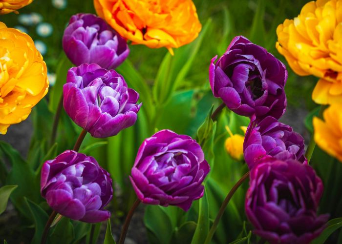 Sostenibilidad y Futuro del Cultivo de Tulipanes