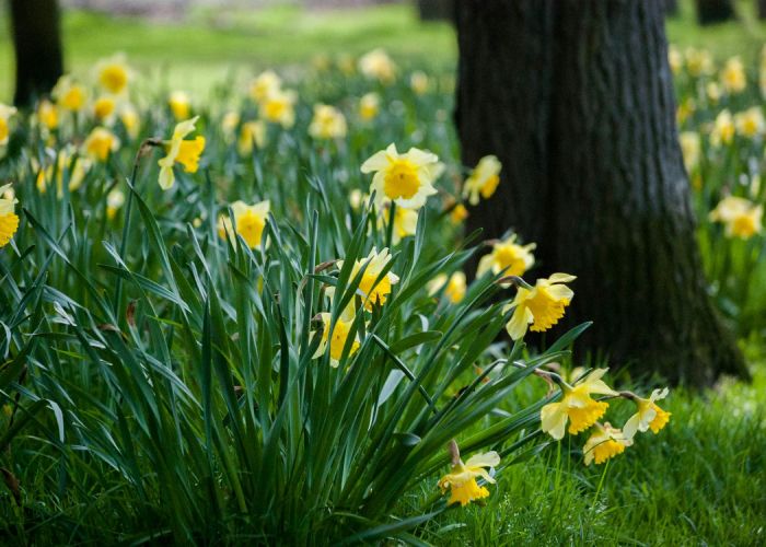 Todo lo que necesitas saber sobre los narcisos: desde su plantación hasta el mantenimiento para flores saludables.