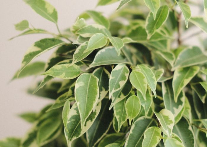 Transforma tu hogar con el Ficus benjamina. Aprende sus cuidados básicos y cómo mantenerlo saludable todo el año.
