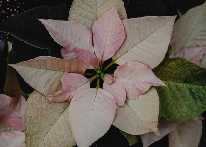 Todo sobre la Flor de Pascua: origen, significado y cómo mantenerla viva más allá de la Navidad.
