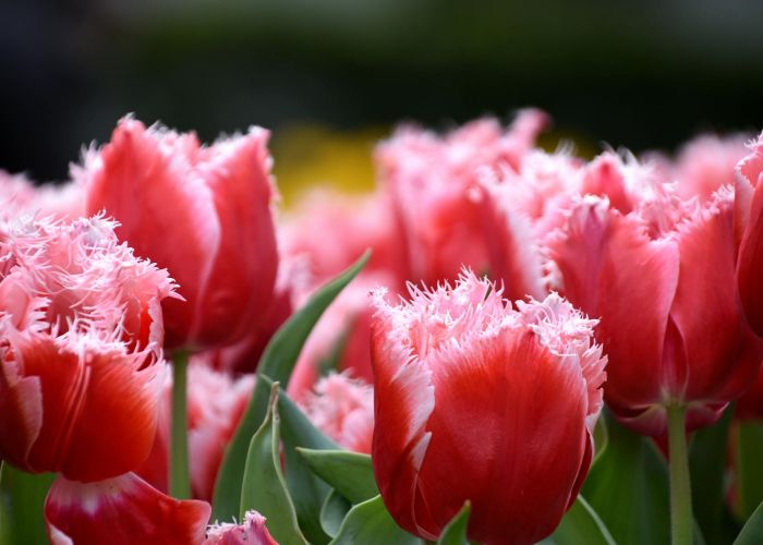 Tulipanes en el Arte y la Cultura