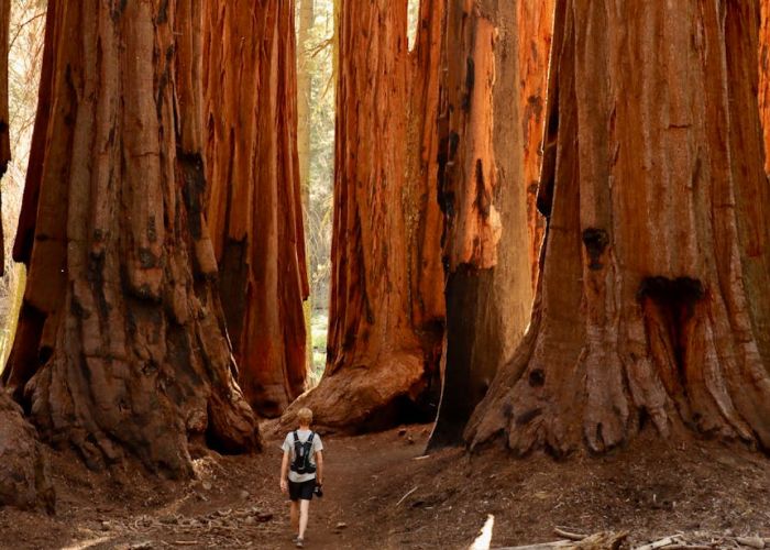 Viaja a los bosques de sequoias y descubre la fascinante vida de estos gigantes milenarios.