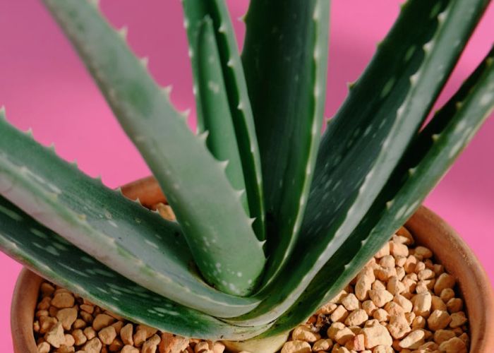 El Aloe vera es una planta suculenta conocida por sus múltiples aplicaciones. Ha sido utilizada desde tiempos antiguos por sus propiedades beneficiosas en la salud y la belleza. Esta planta se caracteriza por su gel hidratante y sus capacidades curativas.
