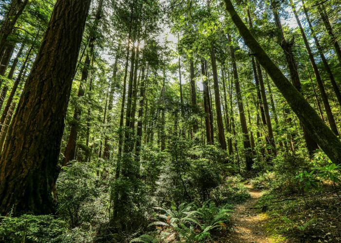 Las secuoyas son árboles colosales con una historia milenaria. Descubre su importancia ecológica y cultural.