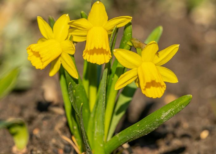 Conoce cómo plantar narcisos en macetas o jardín y disfruta de su color y fragancia única.
