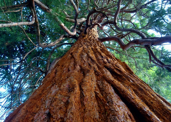 Descubre todo sobre la sequoia, el árbol gigante que puede vivir miles de años y alcanzar alturas impresionantes.