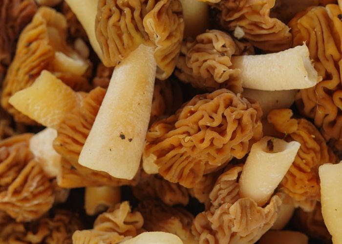Explora el mundo de la Morchella esculenta, un hongo de primavera con un sabor inigualable.