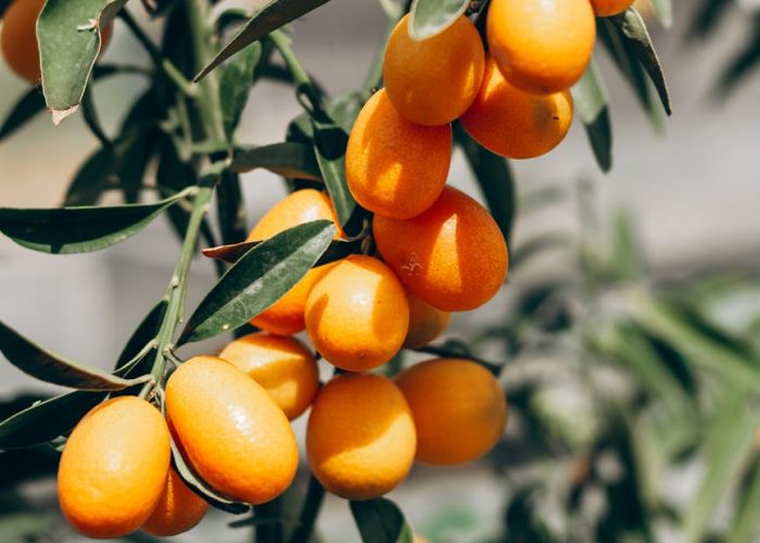 Conoce los beneficios del kumquat, un cítrico pequeño y versátil lleno de sabor y nutrientes esenciales.